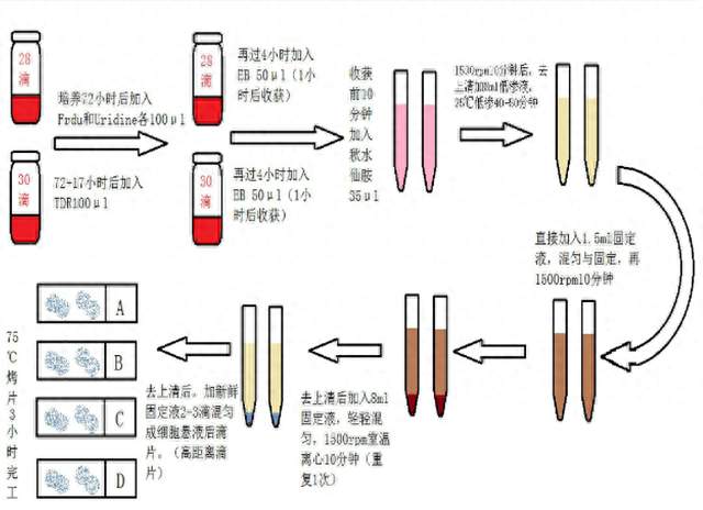 高分辨染色体核型分析