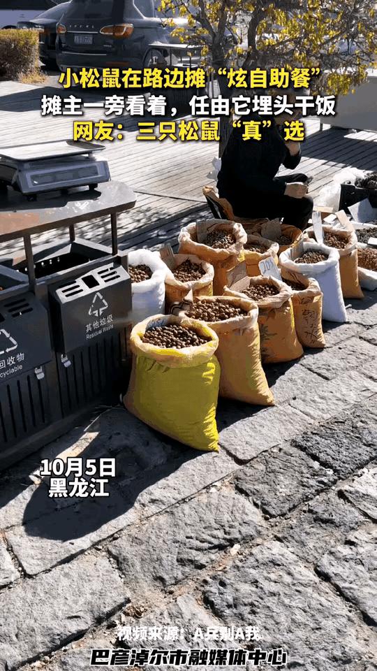 可爱的小松鼠，善良的老人，这场面又好笑又温馨。真是难得一见的场面，小松鼠跑下山了