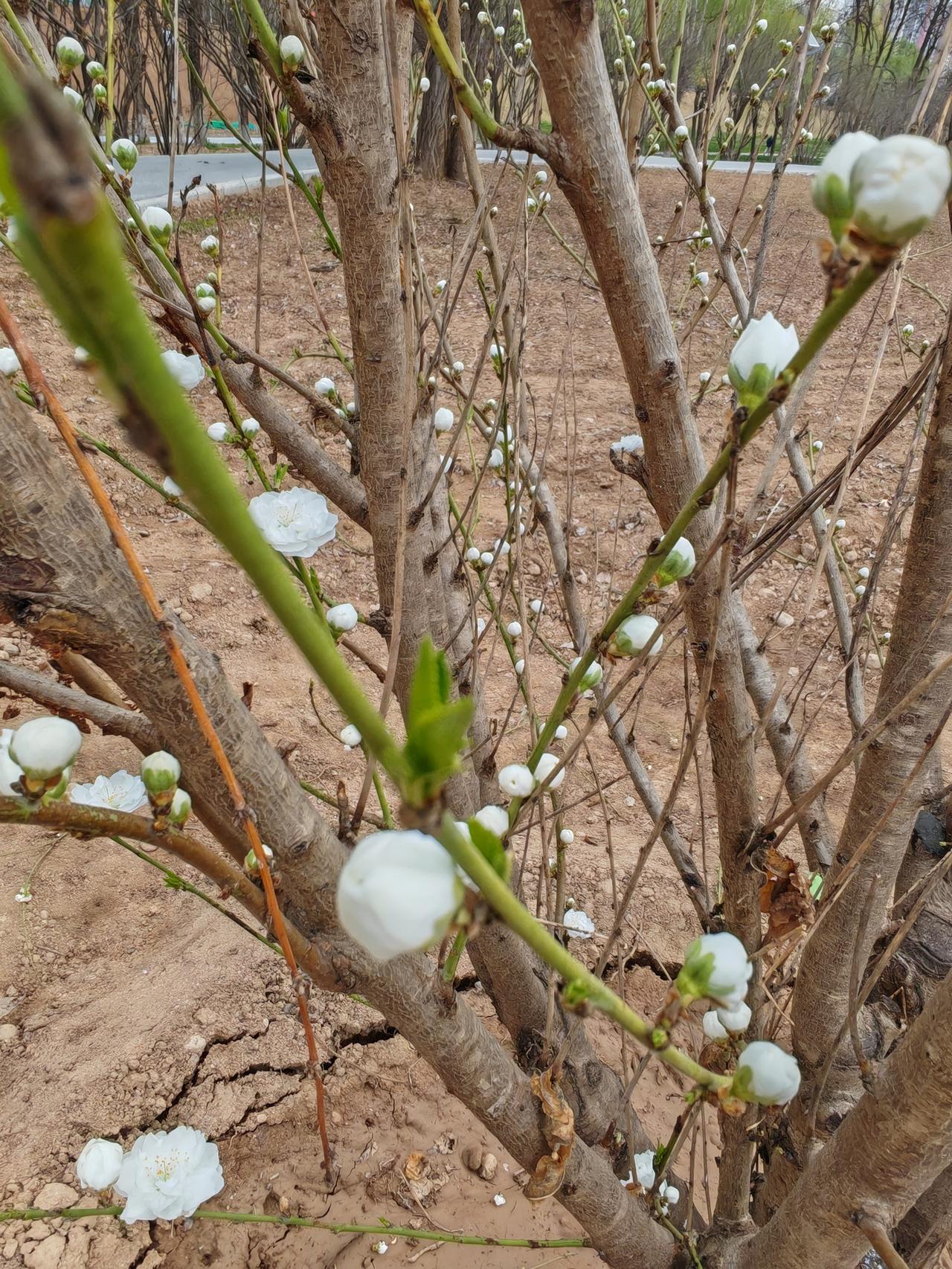 出院几天，收拾这些票据，我不知道自己本次住院符合二次报销条件不？

以前，本以为