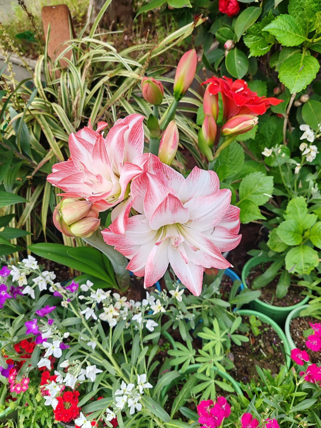 《雾里青》是一部备受关注的都市言情作品，目前有原著小说和待播电视剧两个版本。该剧