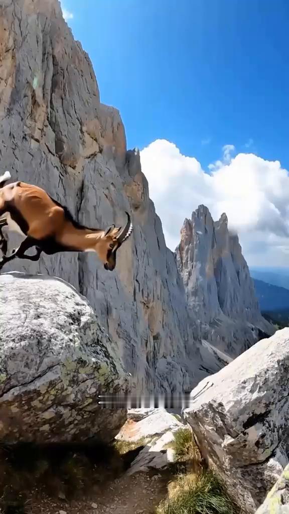 岩羊的生活。
为了躲避雪豹的追杀，岩羊跳下悬崖，又迅速爬上近乎垂直的崖壁逃走。岩