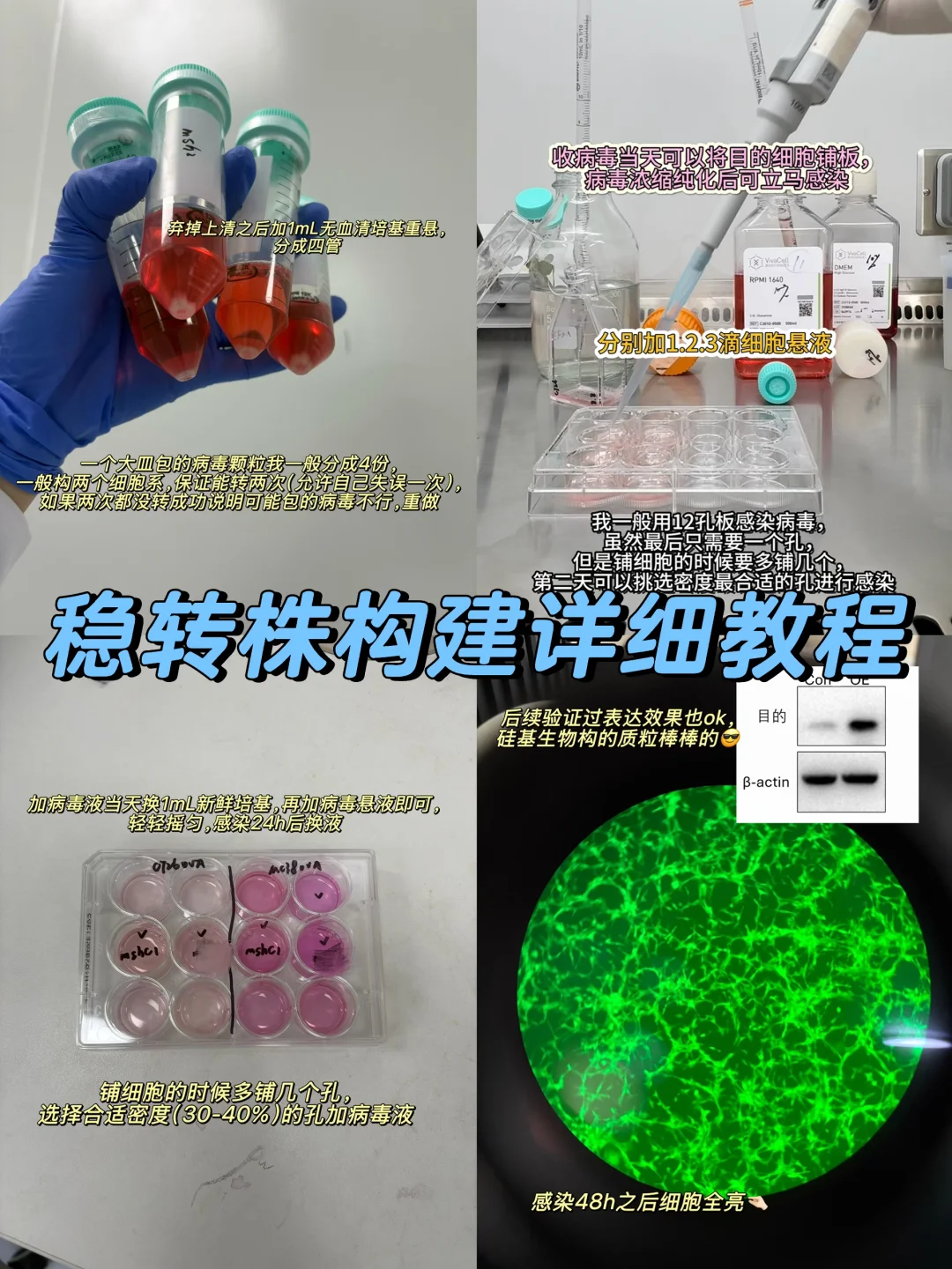 手把手教你两周搞定慢病毒包装➕稳转株构建❗