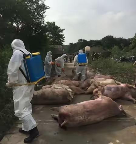“严查到底！”12月28日，重庆，一村民养的猪得了猪瘟，死了80多头，虽然损失惨