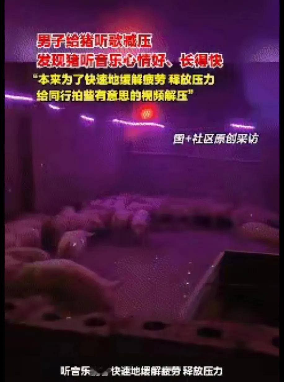 广西桂林一位养猪大哥的操作火遍全网——因为觉得养猪生活太无聊，竟直接在猪舍里安装