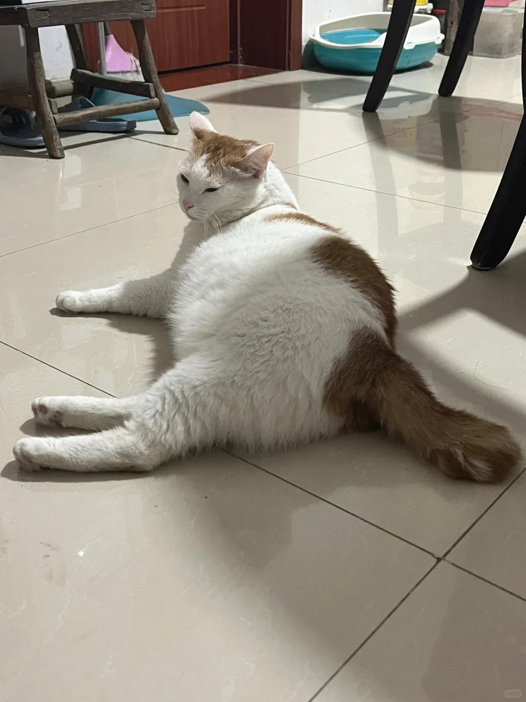 好久不见，三花和大橘都没有瘦哦
