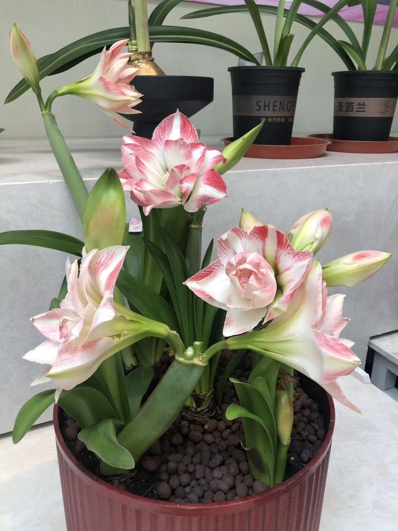 这个地方太美了，真值得一看，鲜花盛开，在楼中间真是奇观，美极了