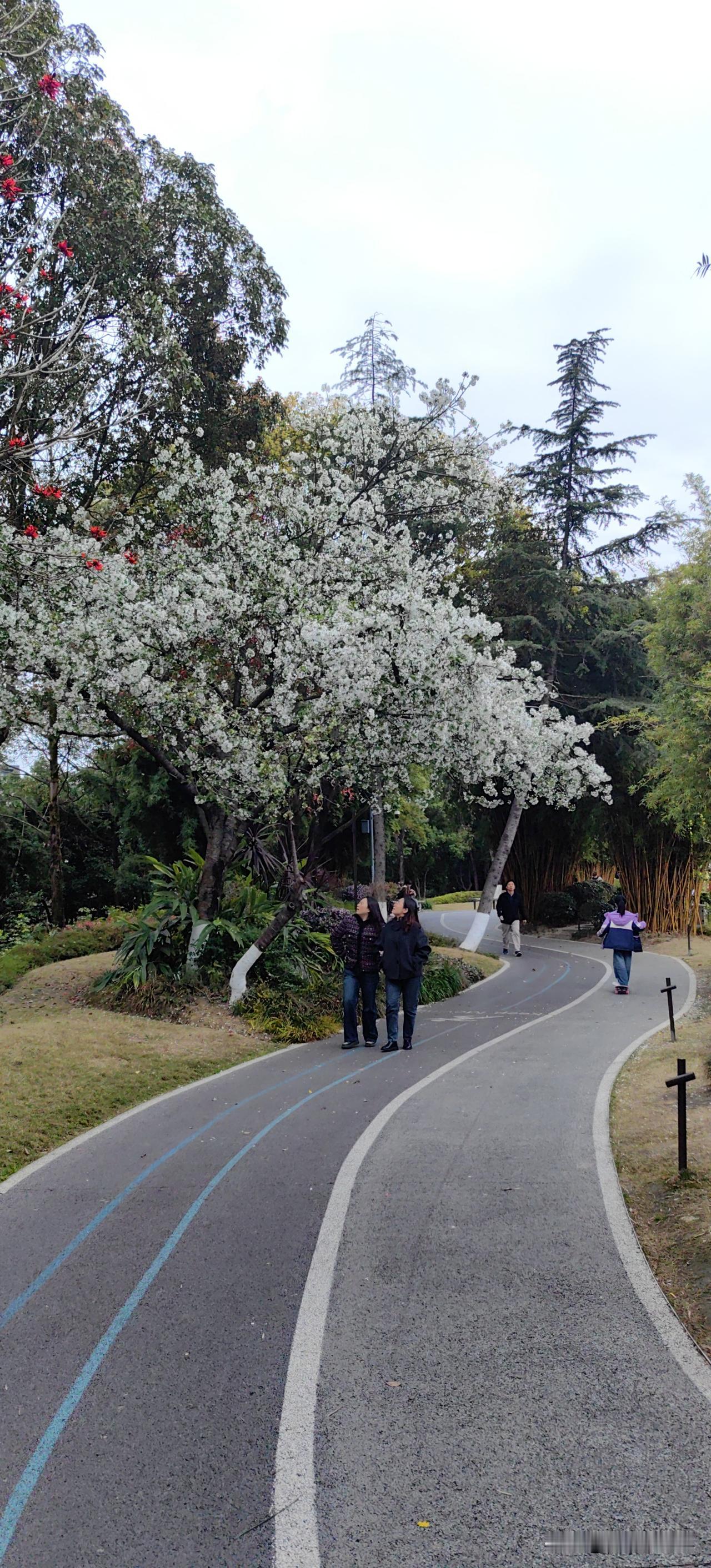 晨光轻落
风也温柔
赶路的人啊
不妨慢一点
抬头遇见这一树素净的灿烂
不必追赶喧