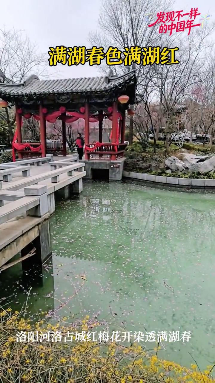 发现不一样的中国年。
洛阳河洛古城红梅花开染透满湖春。