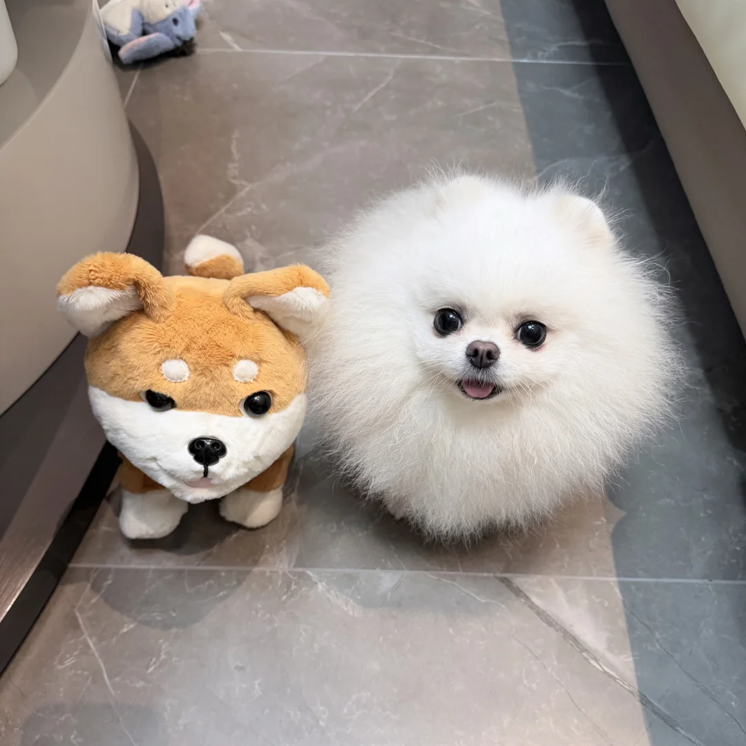 哪只才是真的？
