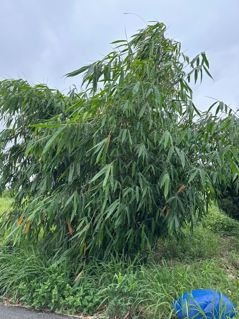 生活手记散步途中會經過的草地，緣緣很愛來這吃草，路邊有一簇竹子滿茂密的。而地上那
