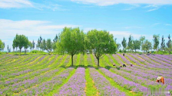 由谁去充任那些苦难的角色？又有谁去体现这世间的幸福、骄傲和快乐？只好听凭偶然，是