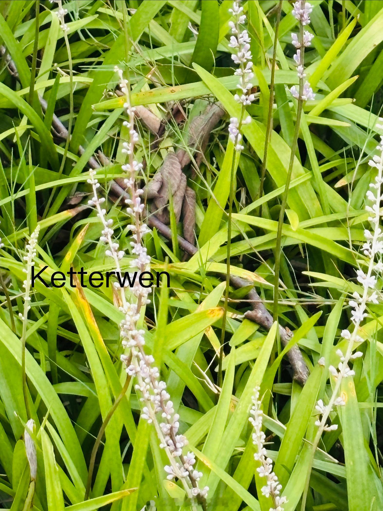 記憶是陣陣花香💐 