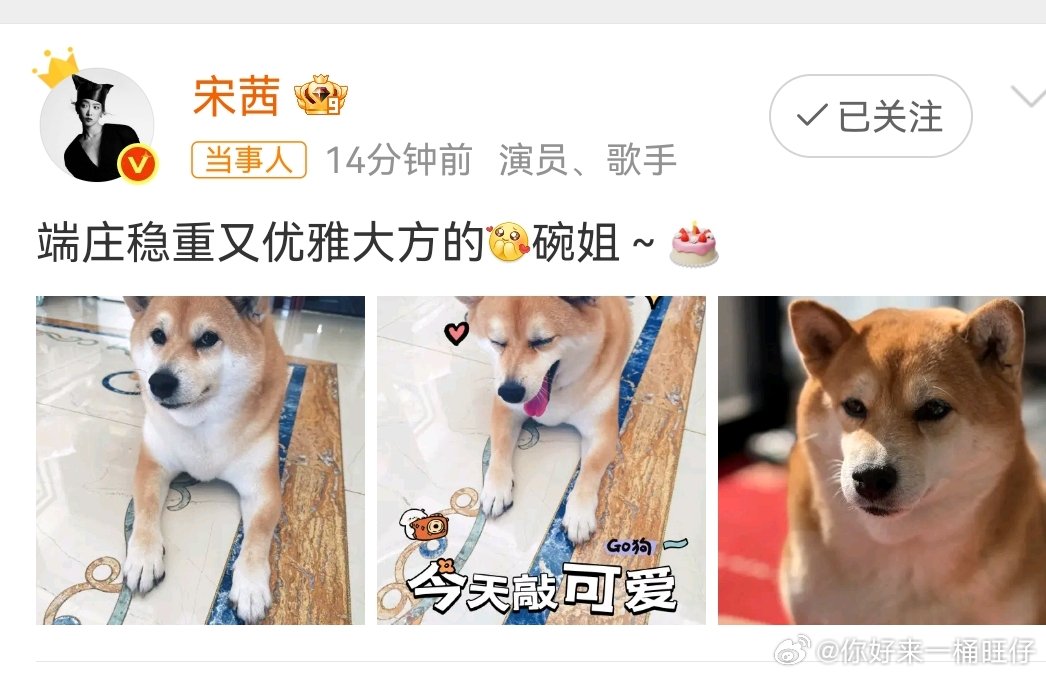 宋茜给碗姐过生日宋茜的小狗嫩牛五方碗姐太可爱了～娱乐[超话] ​​​