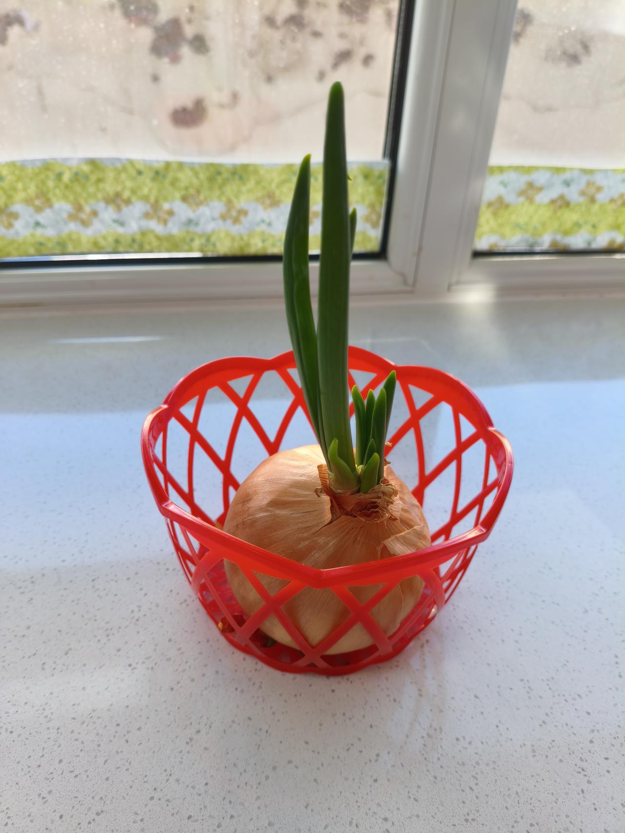 出门前家里就剩一个圆葱，10天后回来一看，葱苗竟然长这么高，再长2天都能炒一盘鸡