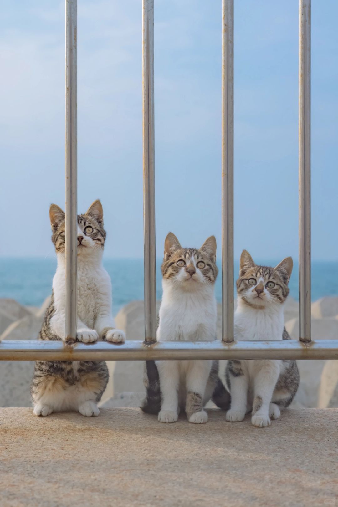海边有三格信号