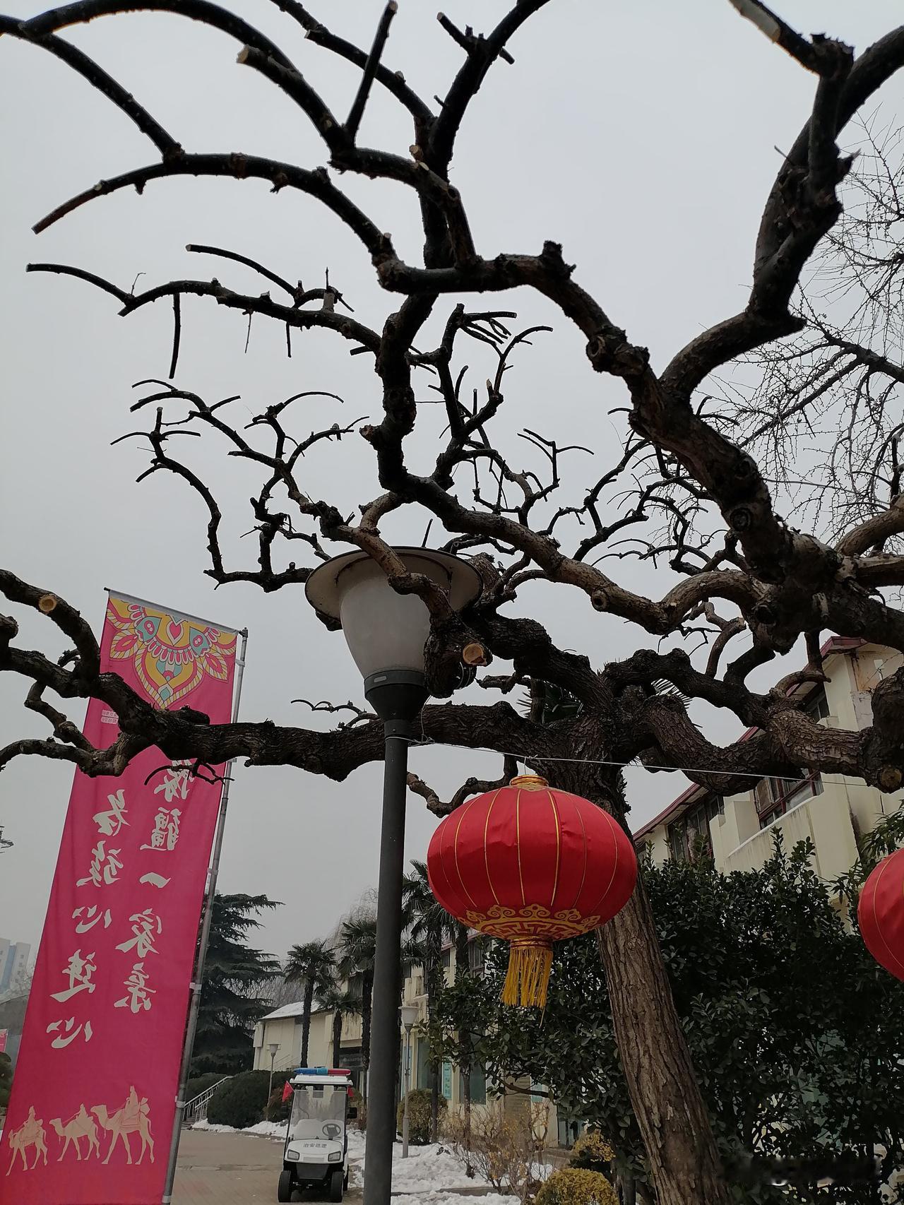 分享一张你手机里的树缠绵的树！