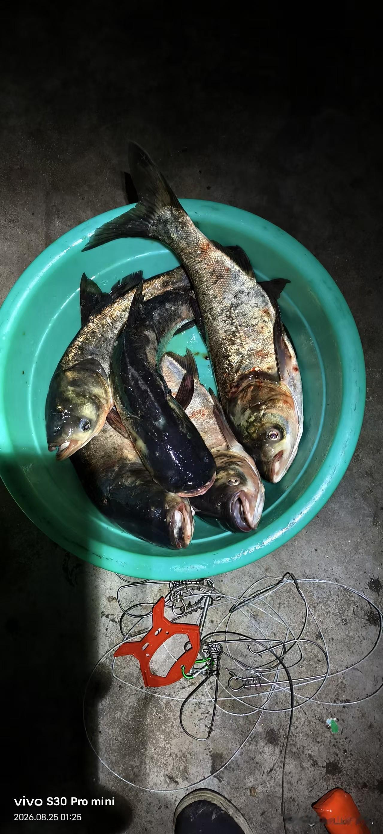 这是胖头鱼吗？
朋友钓了几条鱼，向我炫，说钓了五条大胖头，非常均匀，每条都5斤左