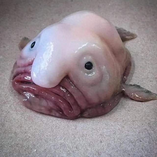 深海生物为什么能扛住那么大的压强？