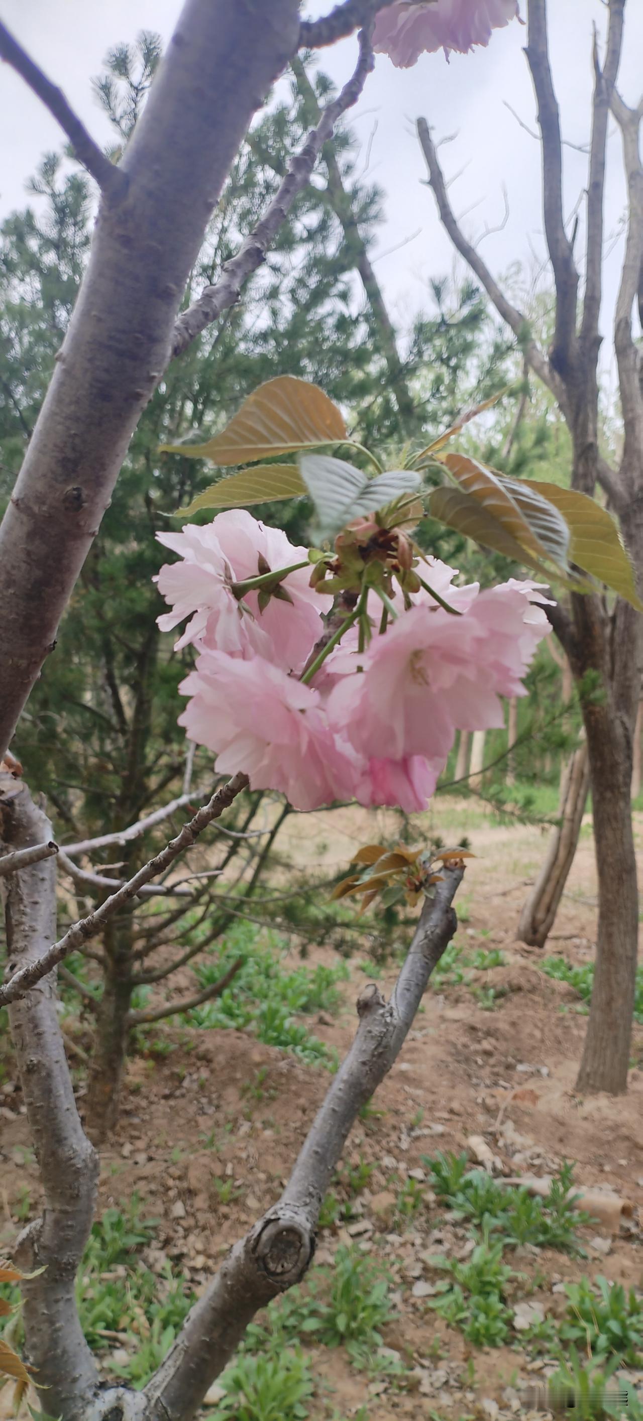 春天就应该到处走走，到处走走才能看见春天的样子。

如果在田间地头，那么可以到地