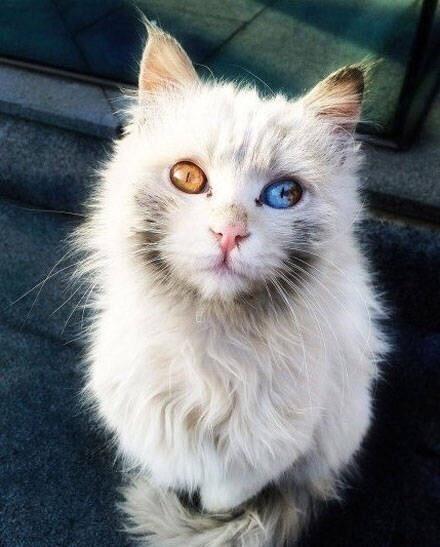 街角偶遇一只猫，风霜尘土都掩盖不了她的美