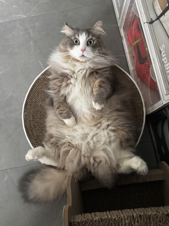 眼睛瞪的像铜铃