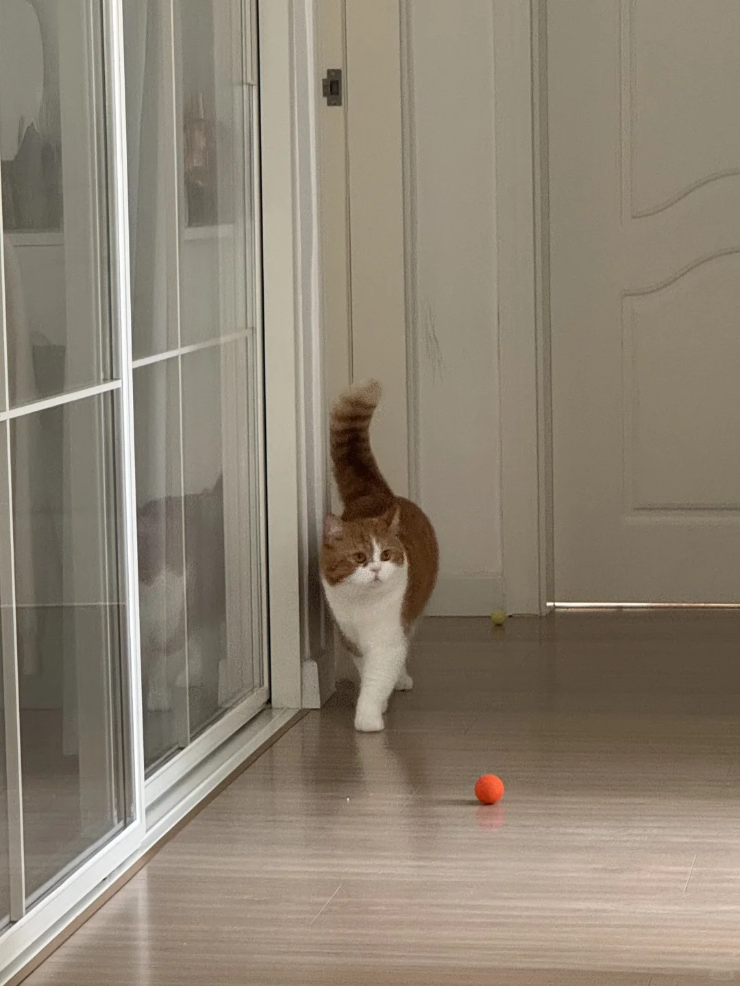 他们说我的宝宝是虾系猫咪 去头可食