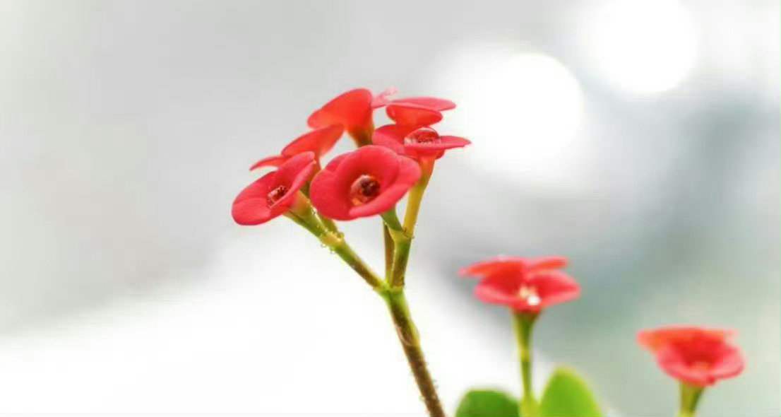 “花开四季媚娇柔，待放香苞绽不休。” 