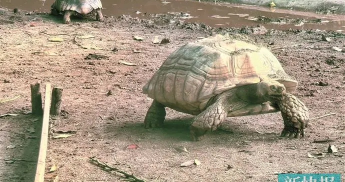 这些网红龟，可不是你想养就能养！