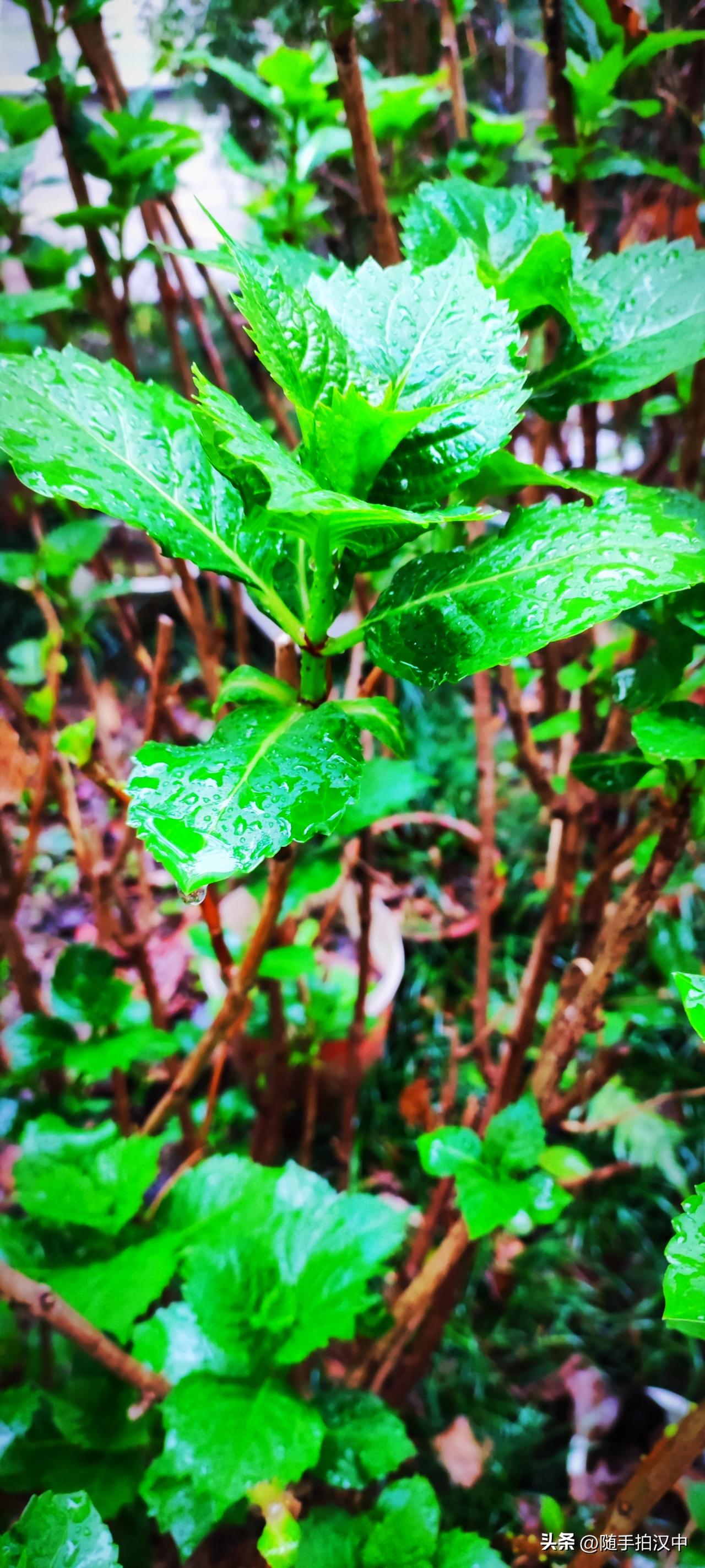春日生活打卡季楼门口的绿地里堆满了乱78糟的花盆，这株绣球发的还挺好。是谁种在绿