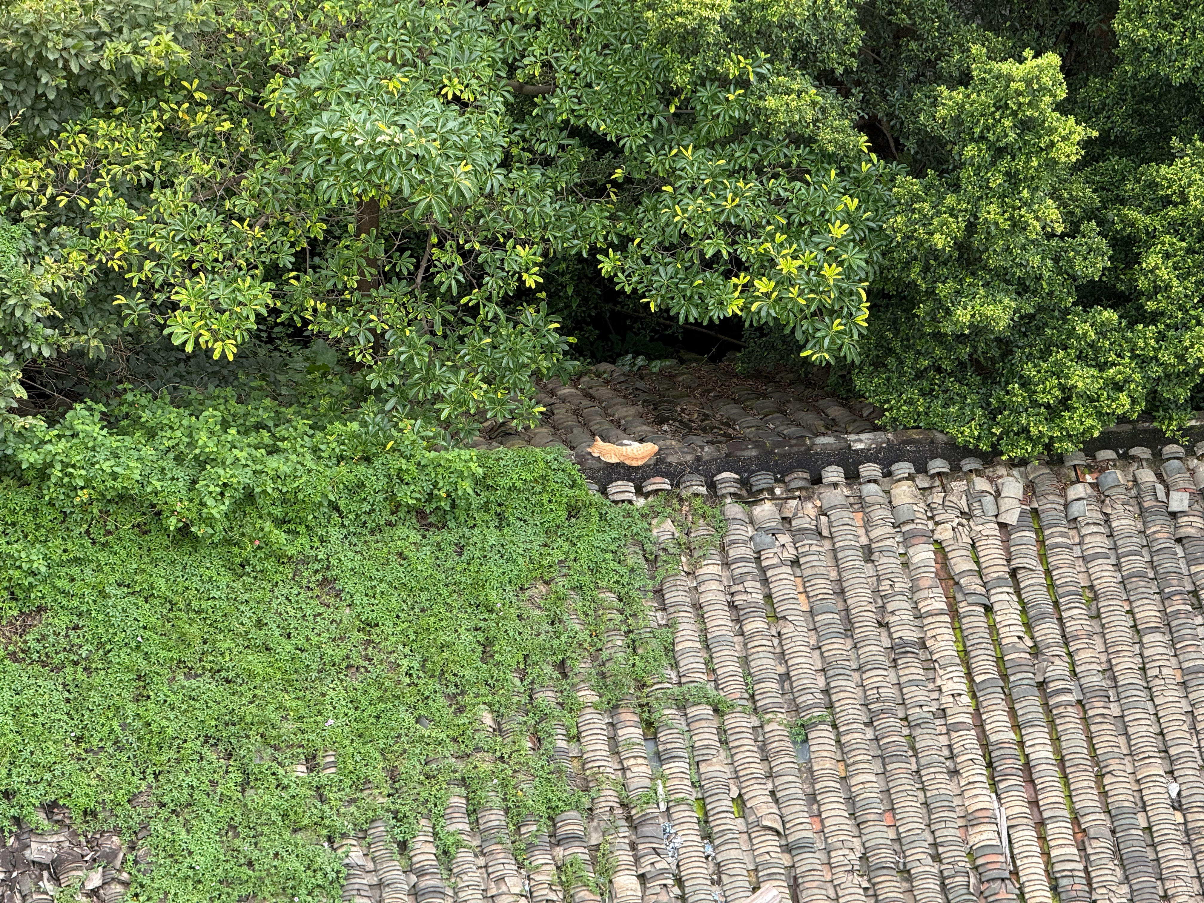 猫咪🐈休息 