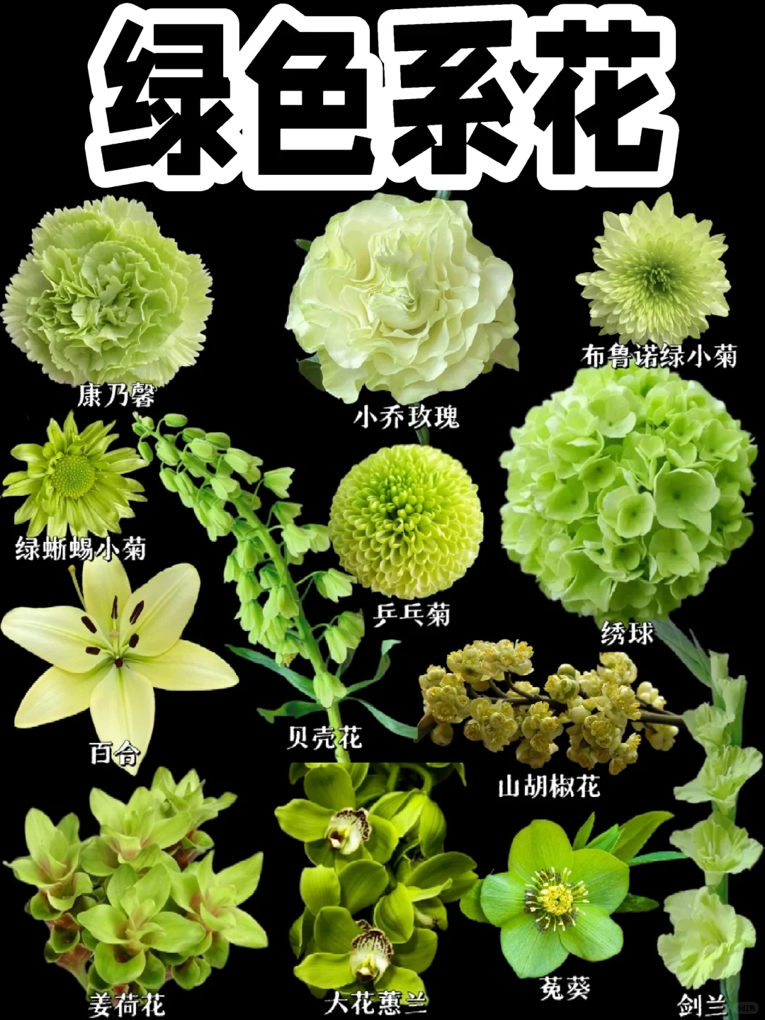 【绿色系花】大自然的调色板
