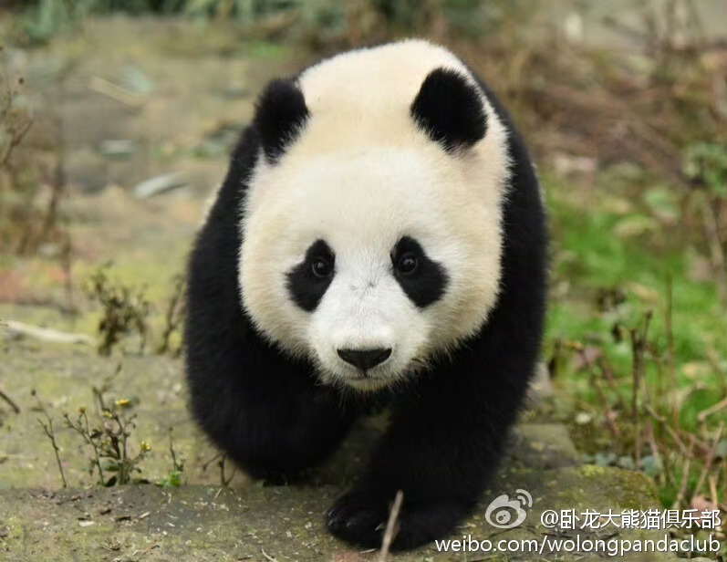 大熊猫睿宝辉宝[超话]  [doge]咱就是说，这辉宝真的是全家桶。图1是爱女士