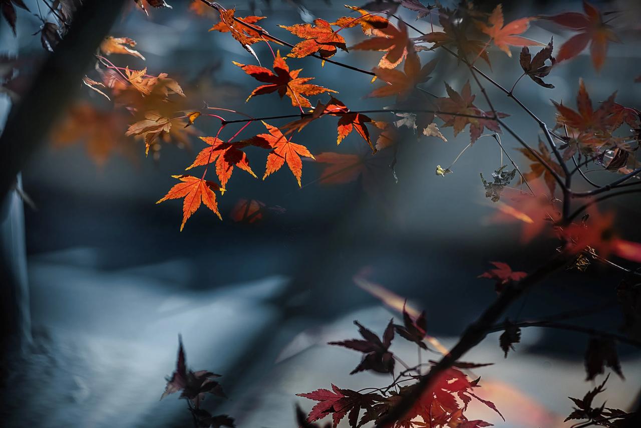 秋景有秋叶，秋叶站树节。