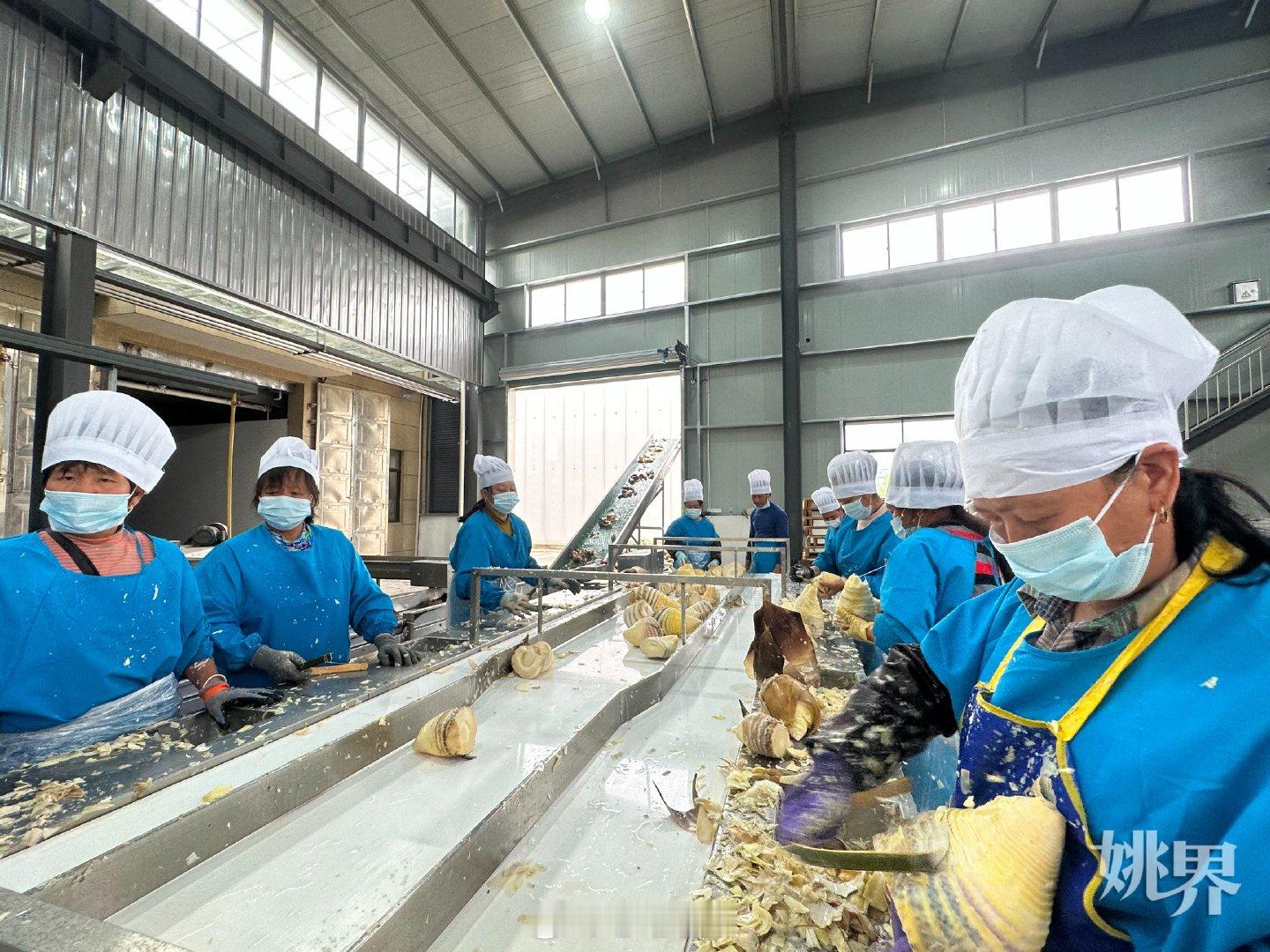 余姚鼎绿以产业赋能共富带动村民增收 近日，宁波市鼎绿农产品供销有限公司以笋产业助