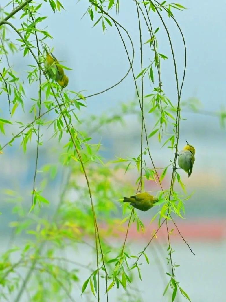 上联：莺歌柳岸风细细，
下联：燕舞花间雨纷纷
下联：鱼跃波心月淡淡。