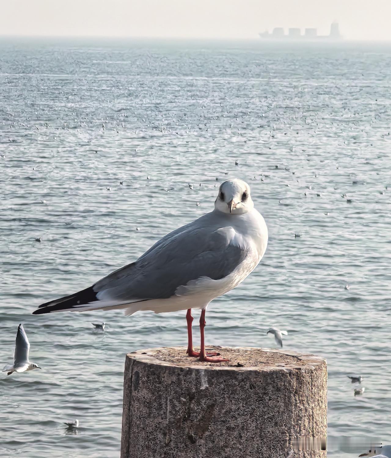 鲁比奥与布林肯作为国务卿，外交理念有什么不同？

马尔科·鲁比奥（Marco R