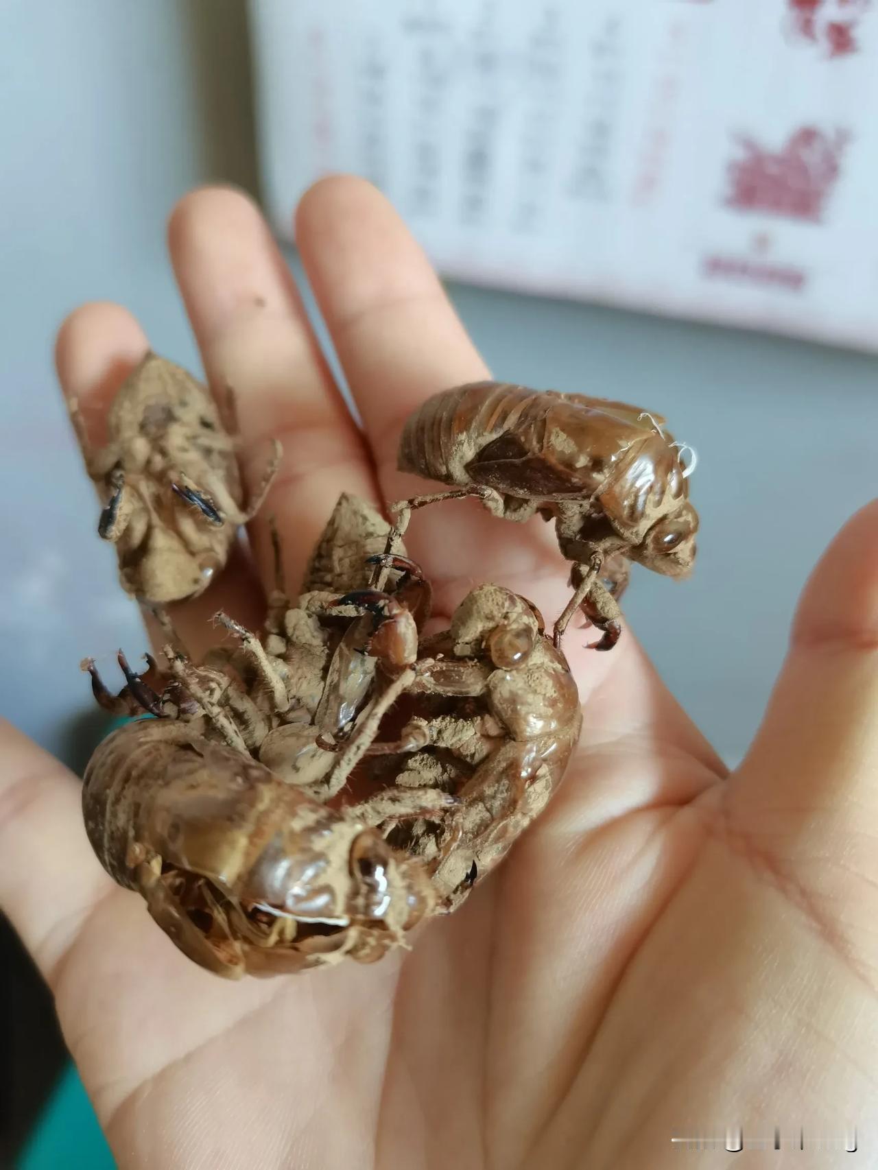 这个东西大家见过没有？听说这个东西有药用价值可以卖钱，但是我们云梦老家这边没人抓