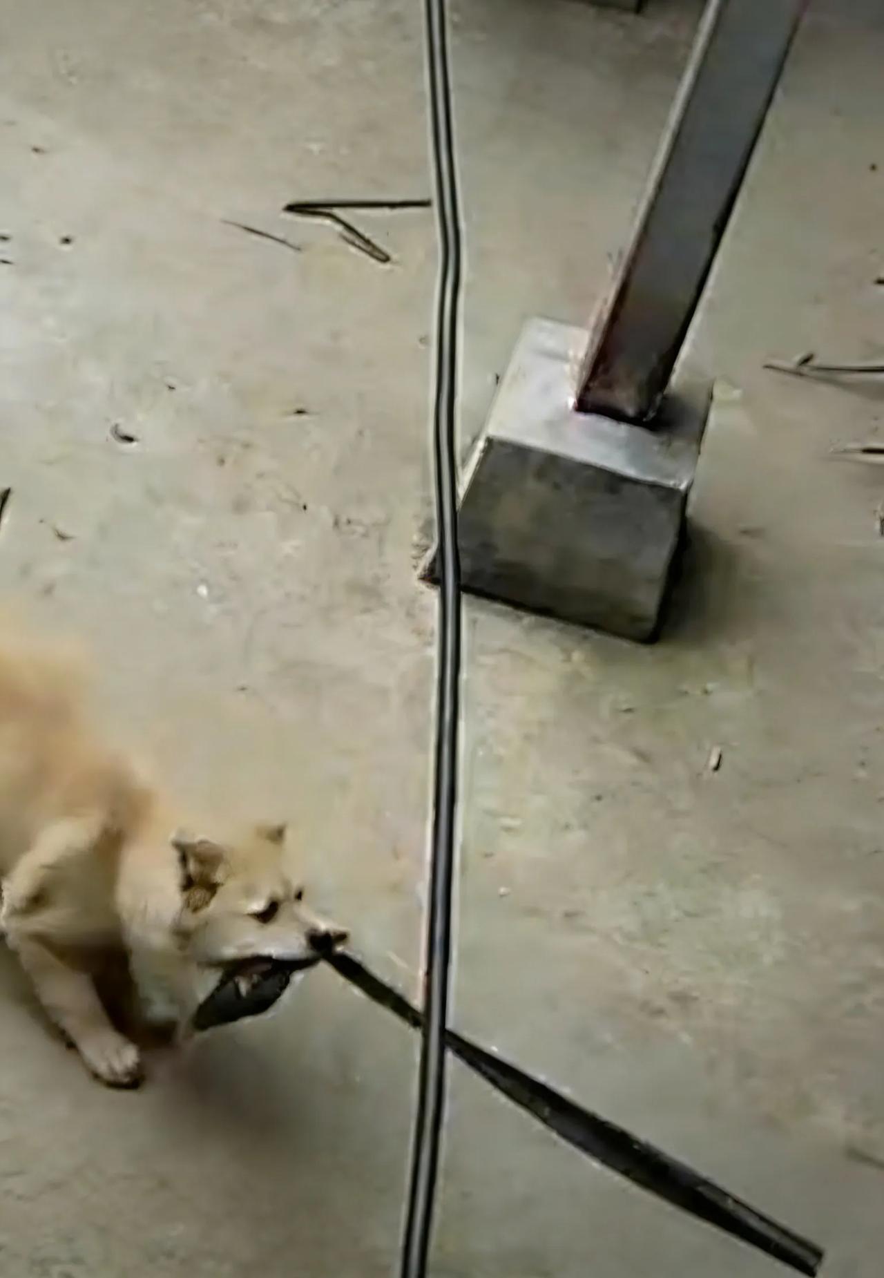 3个月15斤小狗挨主人揍，拉三轮车撞汽车，它真是在报复吗？
 刚挨完主人的打骂，