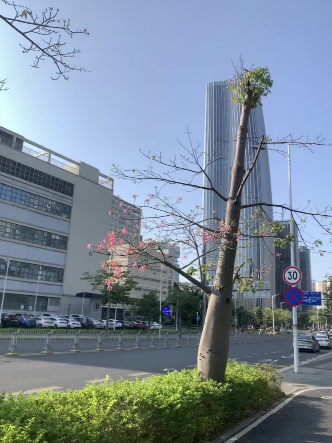 小树小树 每年你都是这个时候开花🌸🌸 温暖的光影洒在脸上 你也要朝气蓬勃哦
