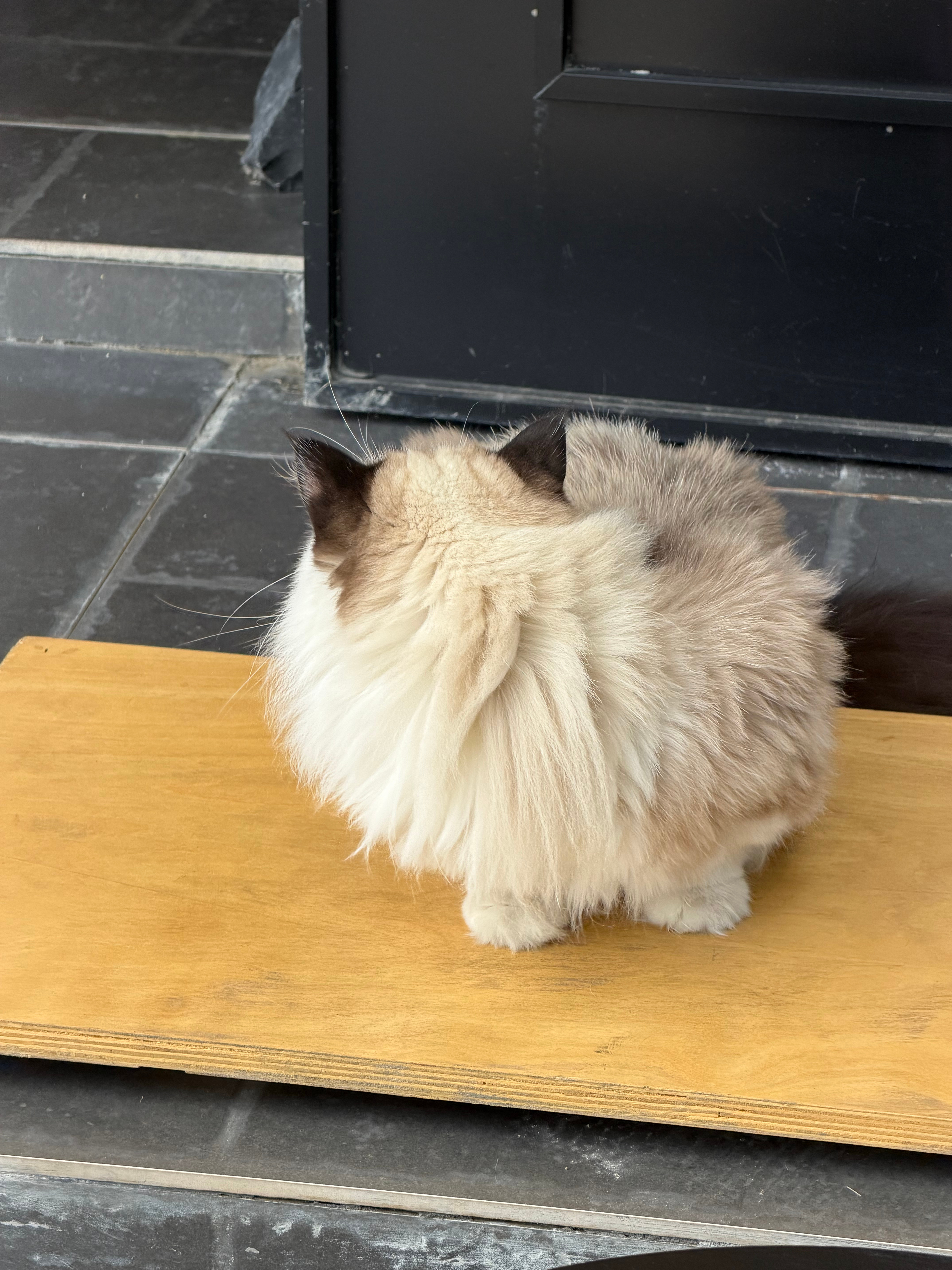 肥咪 ​​​