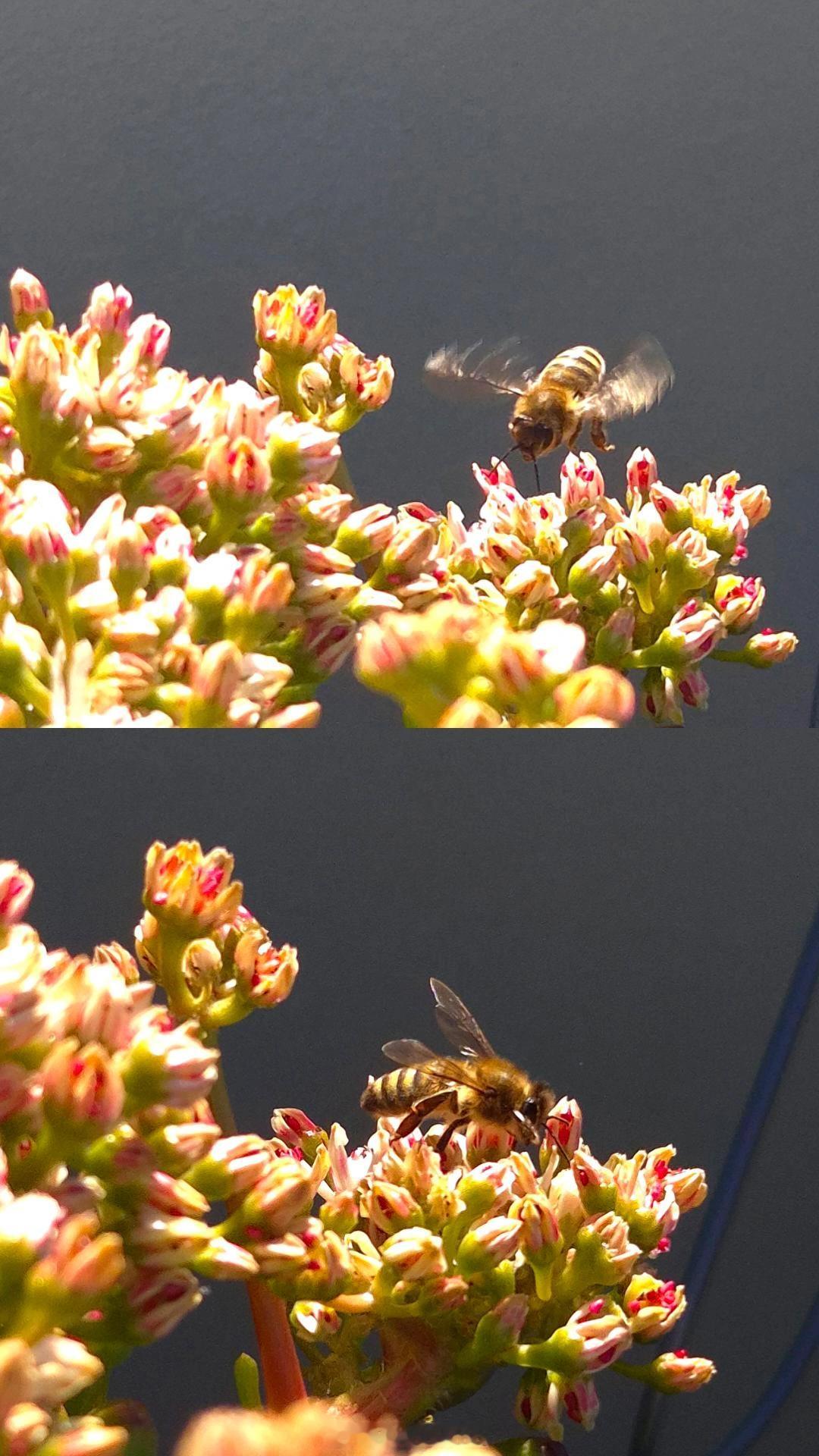 宝子们晚好[抱一抱][抱一抱][抱一抱] 今天拍的🐝🐝 ​​​