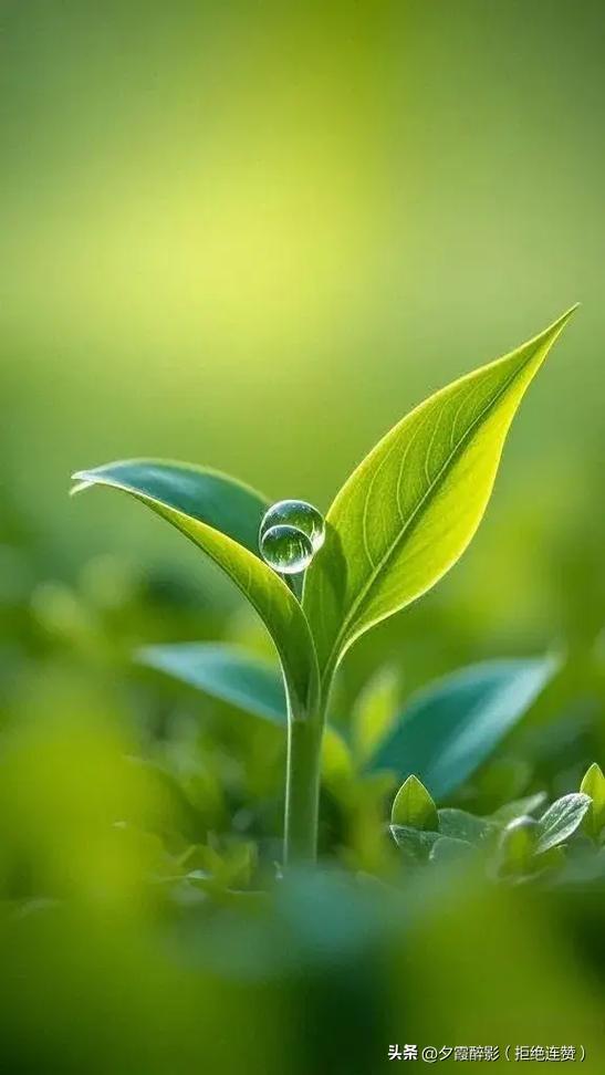 今日春分，又逢龙抬头，
一半是春风温柔，一半是鸿运当头。
愿春风吹散所有烦忧，祥