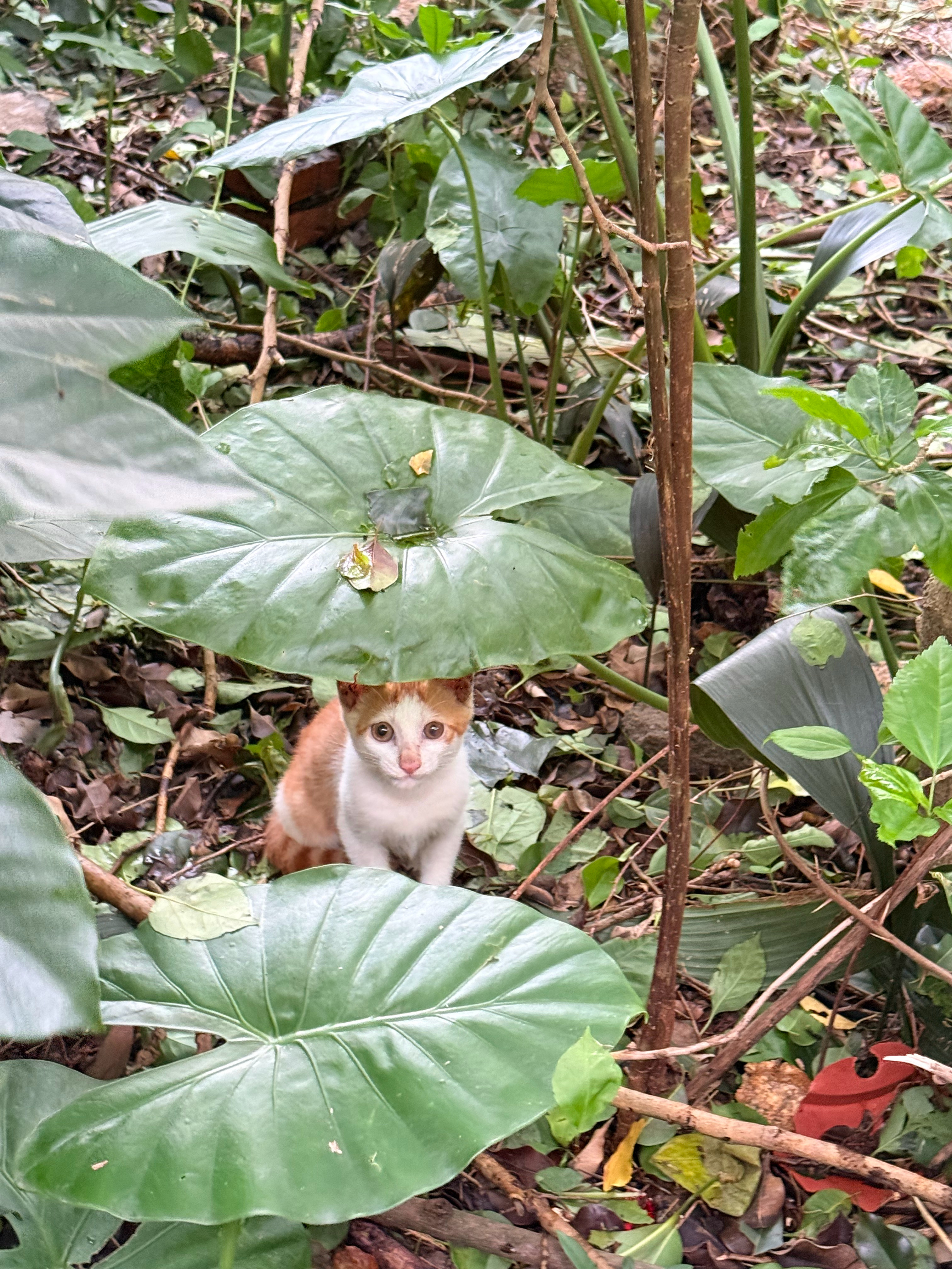 坏事了，就知道猫妈妈把打下的江山留给了唯一的孩子，自己走了，去找新地盘了。新地盘