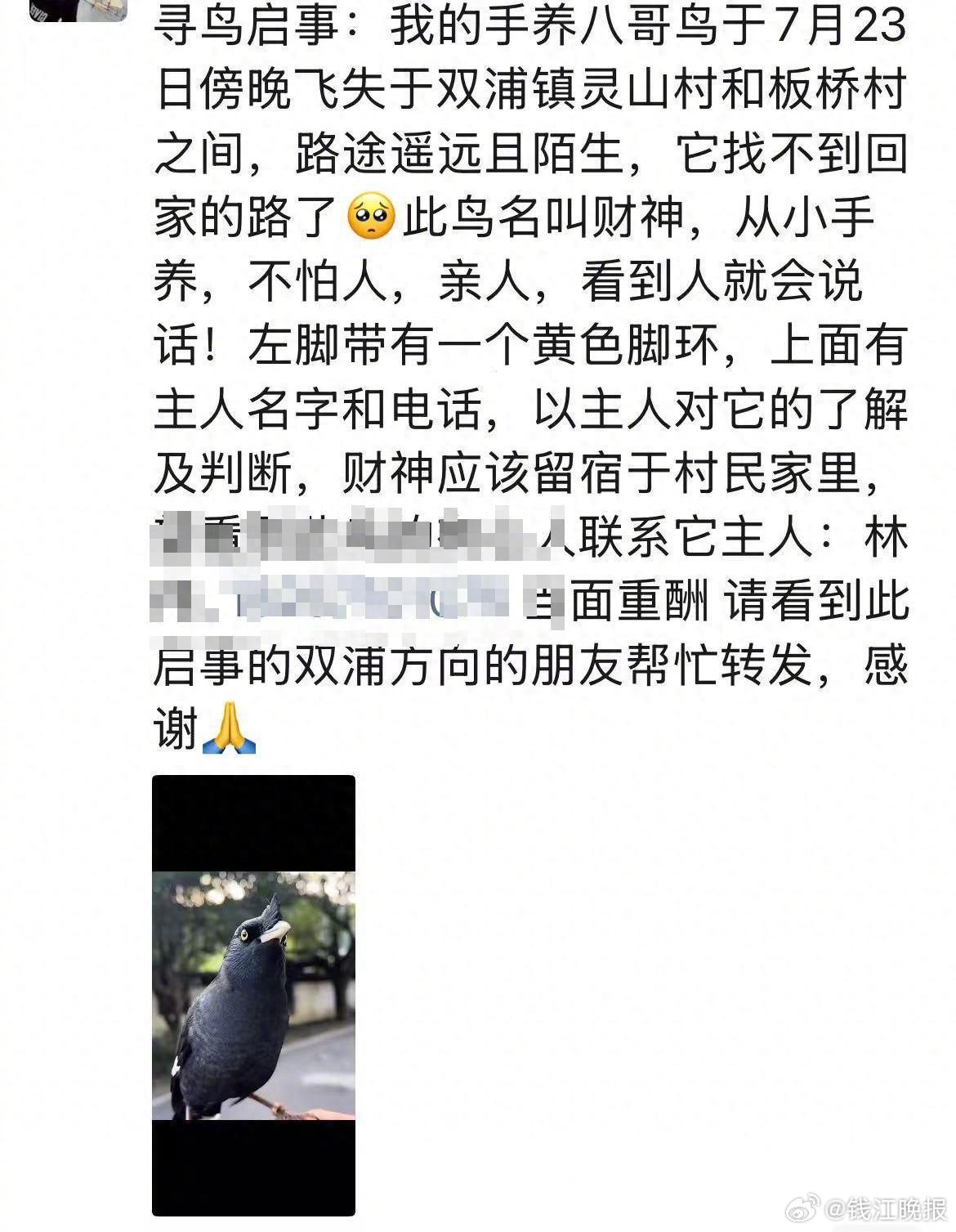【#养了两年的八哥见异思迁跑了#】近日，杭州西湖区双浦镇居民黄先生遇到一件奇事：