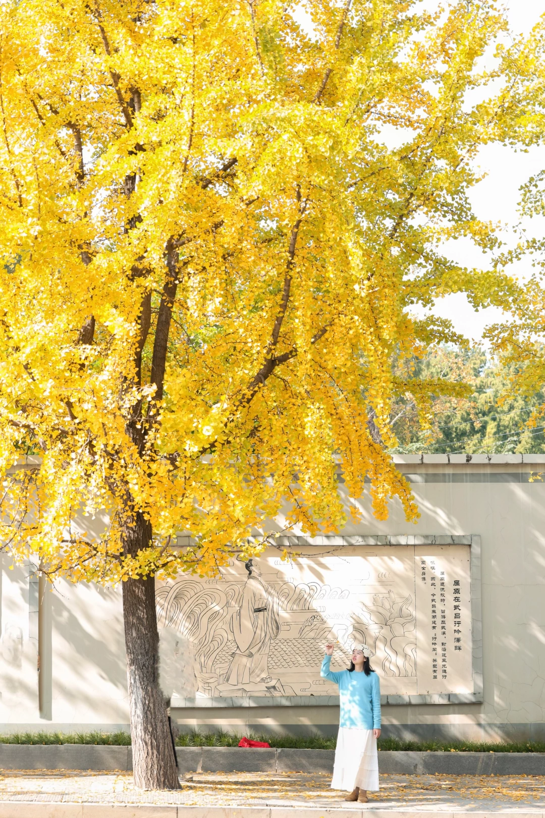 武汉首义路银杏开始黄了 ❗️但建议过一周去