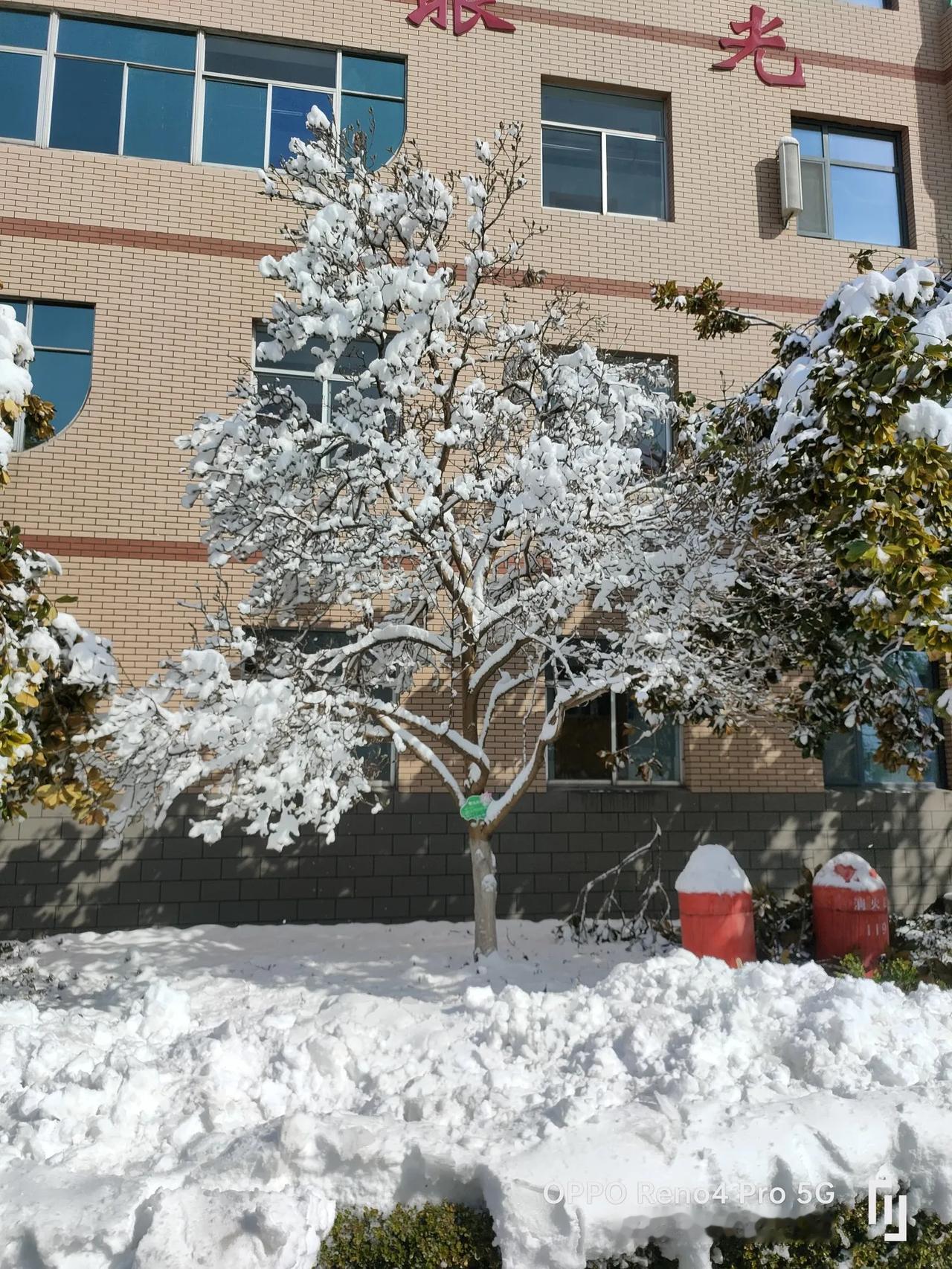 说真的，淄博好久没有下过这么大的雪了，达到了暴雪级别，不知道还以为是东北的雪景呢