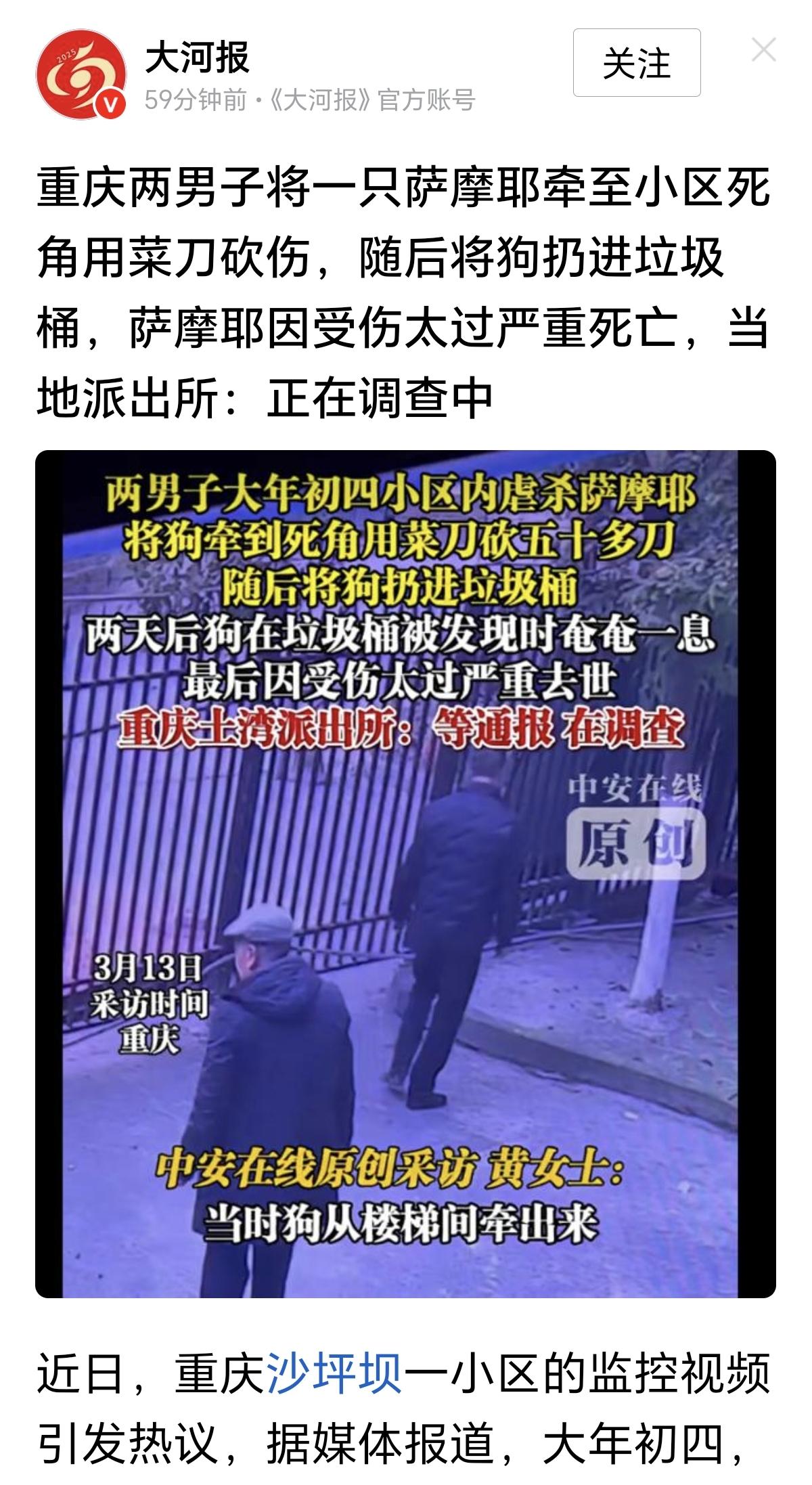 “到底为什么？”大年初四，一条萨摩耶被两名男子在小区的角落里用菜刀砍了50多刀，