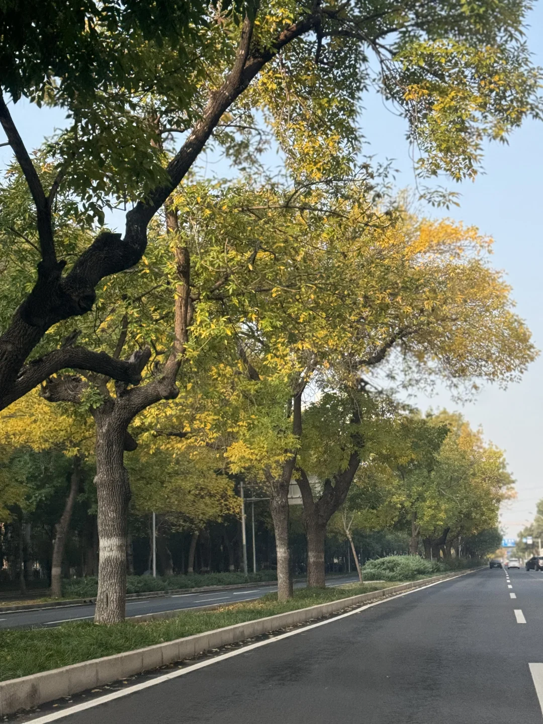 10.14，北京秋景实况，清华东路一夜变黄！