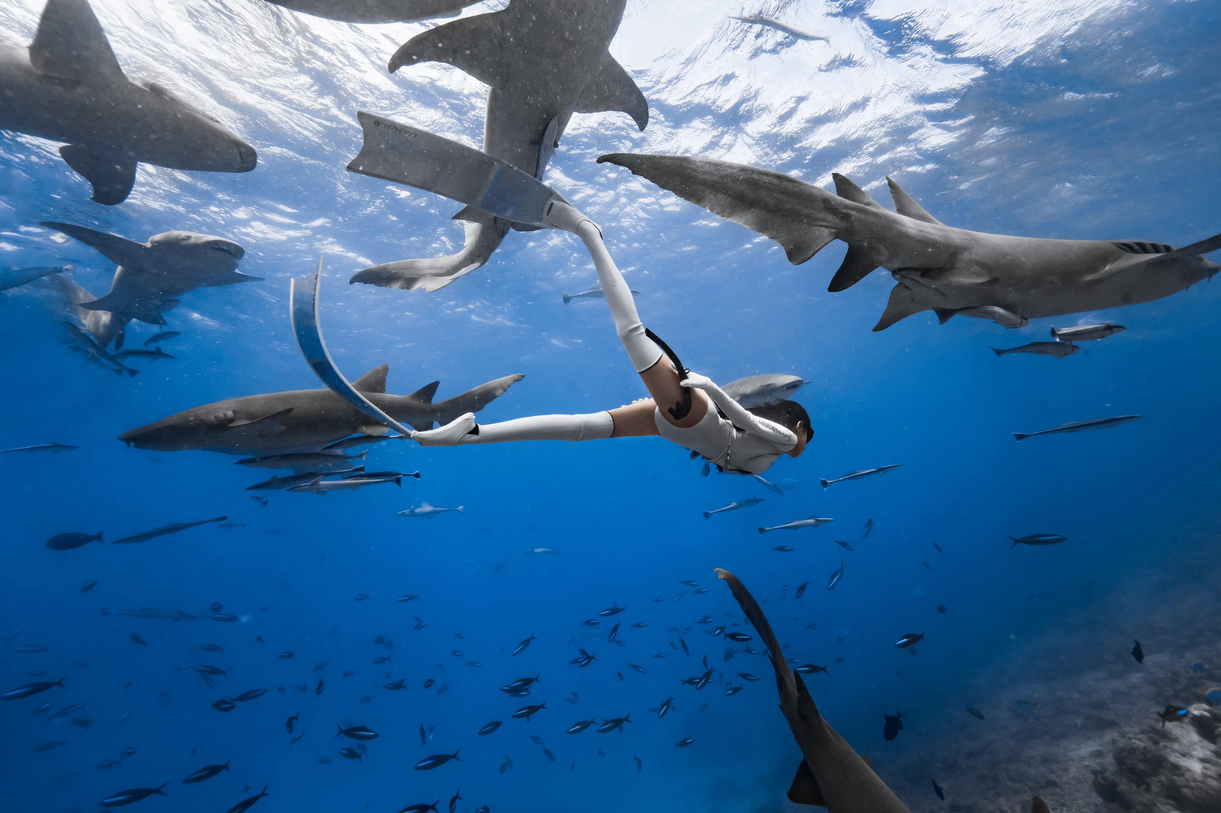 Nurse shark🦈 马尔代夫