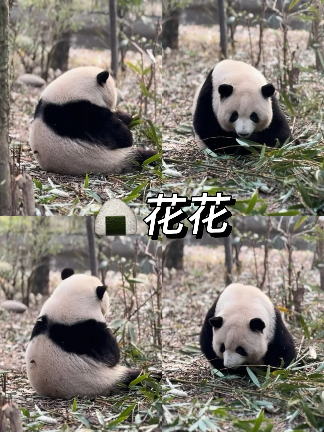 成都Day 6 1月17日熊猫🐼基地｜附一日花销